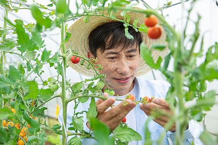 农夫蔬菜大棚培育小番茄图片