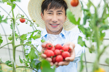 农民蔬菜大棚采摘圣女果图片