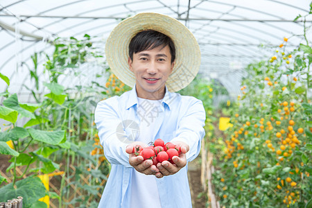 有机农业农民蔬菜大棚手捧圣女果背景