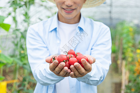 手捧水果农民蔬菜大棚手捧小番茄背景