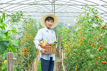 农民蔬菜大棚采摘蔬菜高清图片