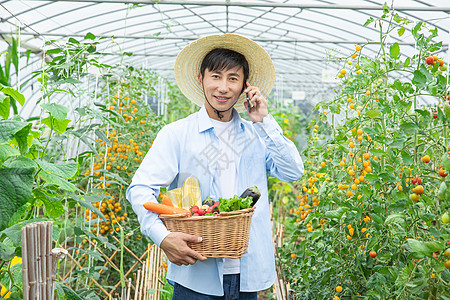 农民蔬菜大棚采摘蔬菜打电话图片