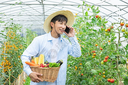 农民蔬菜大棚采摘蔬菜打电话图片