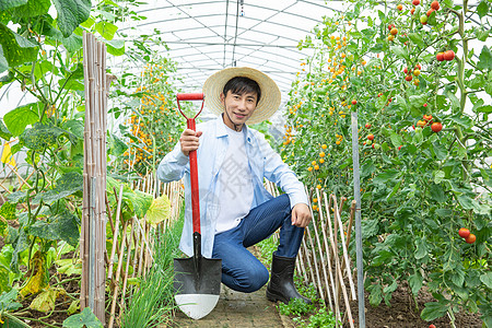 蔬菜种植大棚里农夫耕地图片