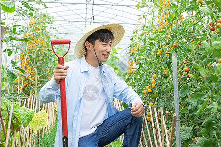 蔬菜种植大棚里农夫耕地图片