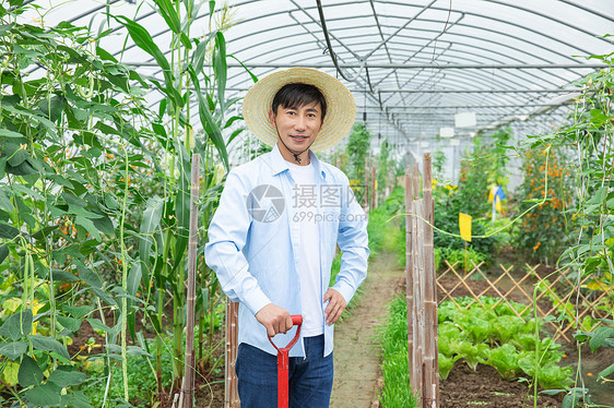 蔬菜种植大棚里农夫耕地图片