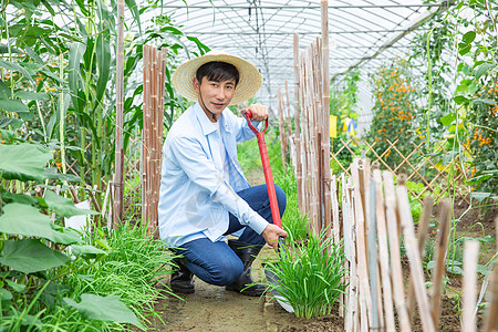 蔬菜种植大棚里农夫耕地图片