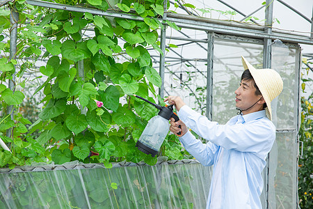 农夫给蔬菜大棚植物喷农药图片