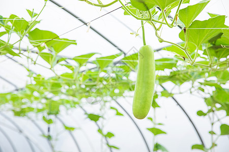 蔬菜种植大棚丝瓜特写高清图片