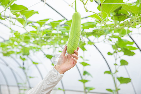 蔬菜种植大棚丝瓜特写图片