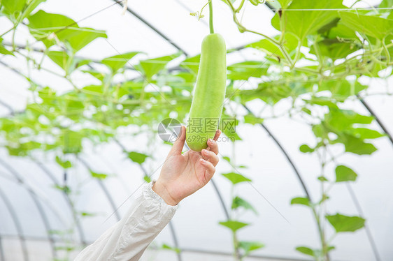 蔬菜种植大棚丝瓜特写图片