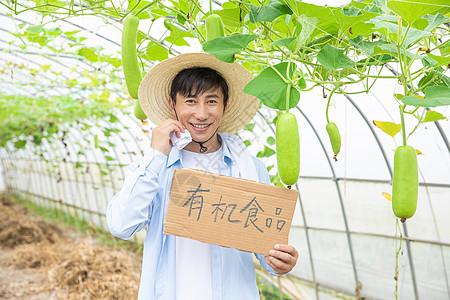 农民蔬菜大棚采摘蔬菜图片