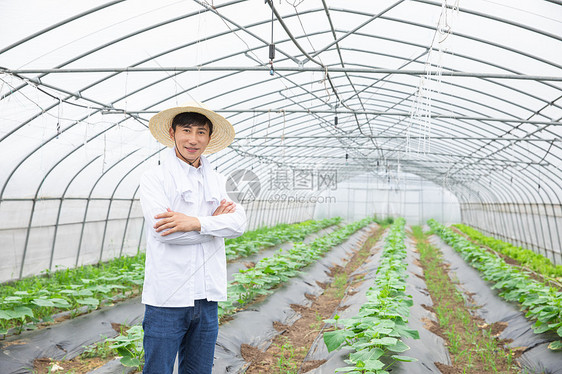 蔬菜大棚里的农夫抱胸图片