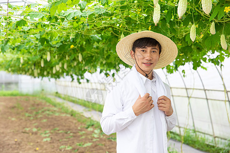 农民蔬菜大棚采摘蔬菜图片素材