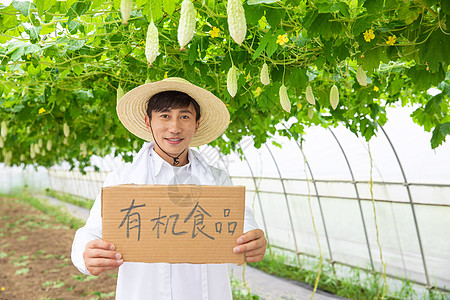 有机标志农民蔬菜大棚采摘蔬菜背景