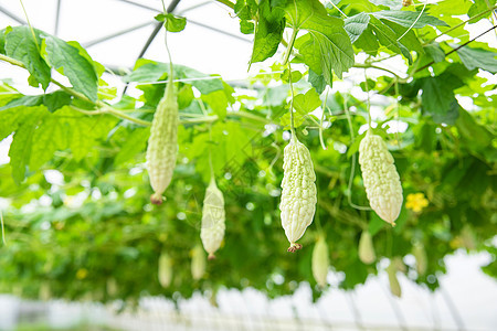 蔬菜种植大棚苦瓜特写图片