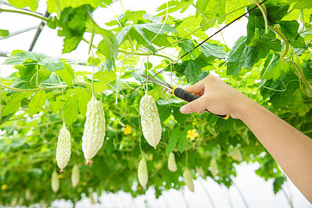 蔬菜种植大棚苦瓜采摘特写图片