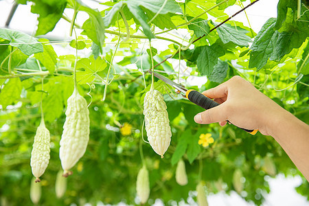 蔬菜种植大棚苦瓜采摘特写图片