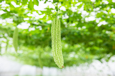 蔬菜种植大棚苦瓜特写图片