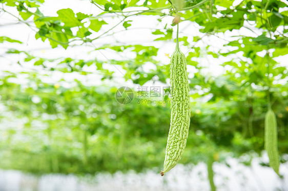 蔬菜种植大棚苦瓜特写图片