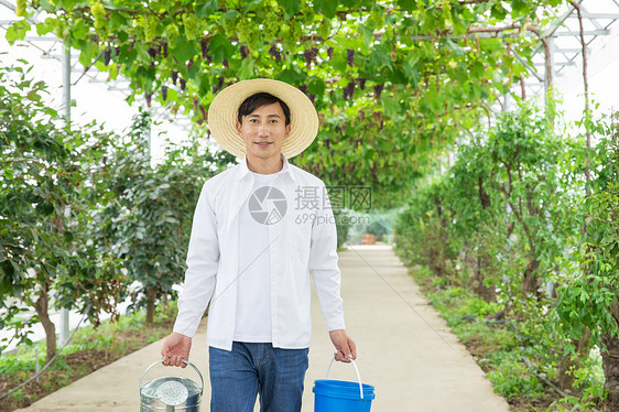 水果种植园里的果农手拎水桶图片