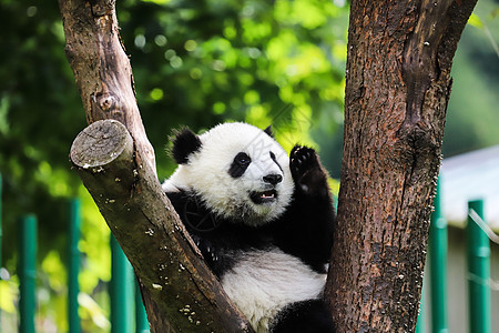 中国国宝大熊猫爬树背景图片