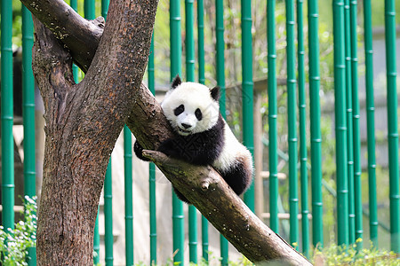 中国国宝大熊猫爬树图片