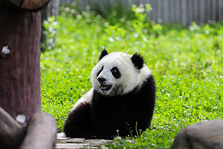 大熊猫研究基地中国国宝大熊猫背景