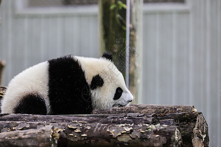 中国国宝大熊猫背景图片