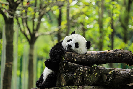 可爱的中国国宝大熊猫图片