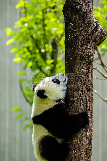 中国国宝：大熊猫图片