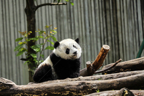 可爱的国宝大熊猫图片