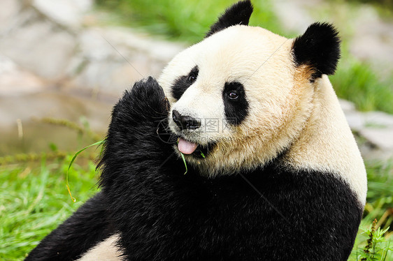 国宝大熊猫吃竹子图片
