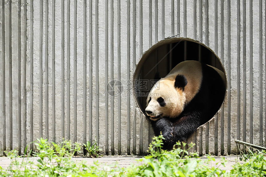 中国国宝大熊猫图片