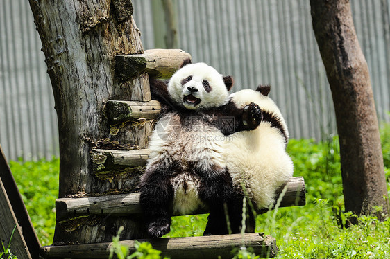 中国国宝大熊猫玩耍图片