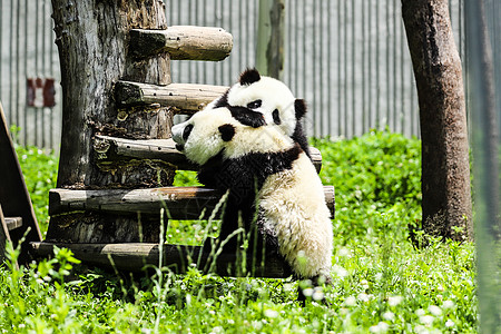 原木桌中国国宝大熊猫玩耍背景
