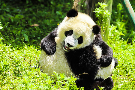 四川中国国宝大熊猫玩耍背景