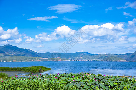 云南植物云南大理洱海自然风光背景