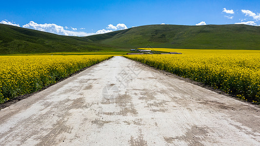 油菜花田的道路图片