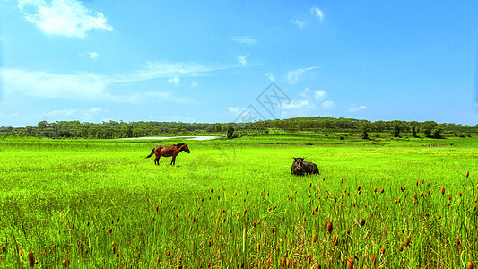 内蒙古夏季草原牧场景观图片
