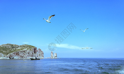 山东长岛海鸟海岛图片