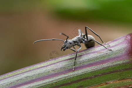 小青虫微距蚂蚁背景