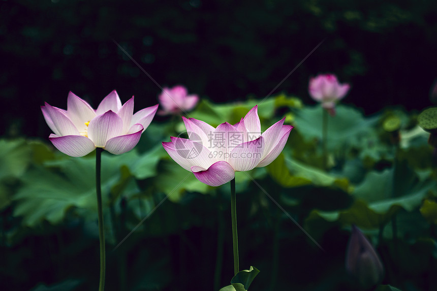 夏天荷花图片