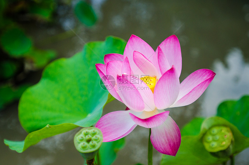 夏日的荷花莲蓬荷叶图片