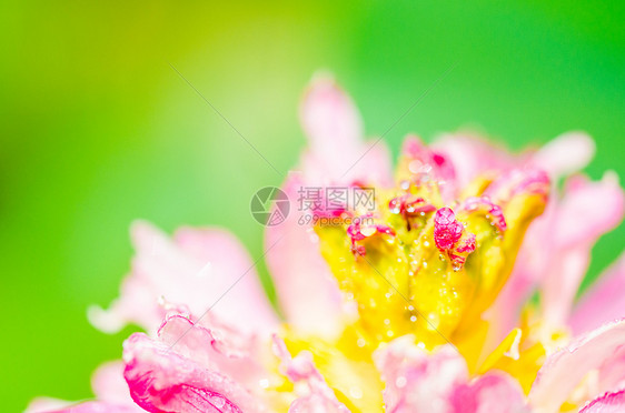 荷花花蕊特写图片