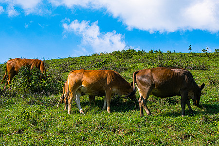 牧场里的黄牛高清图片