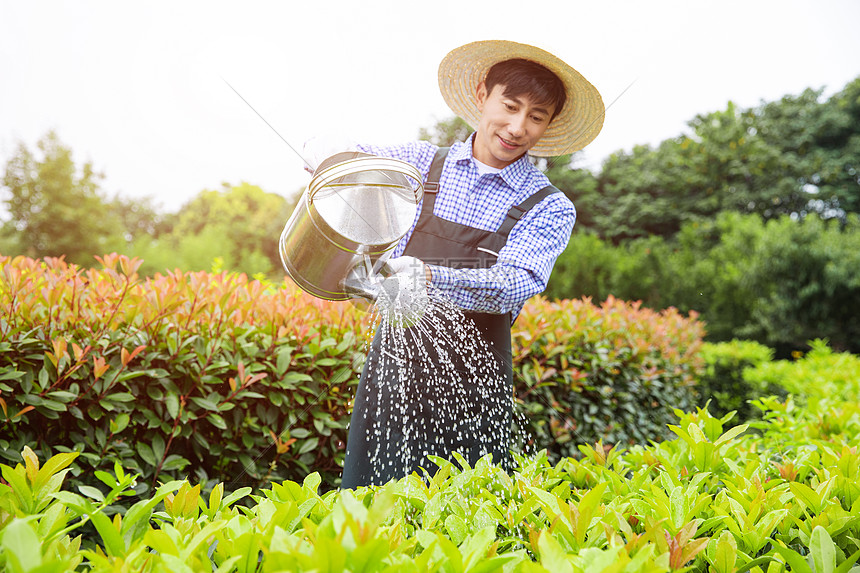 农场园丁提水桶为植物浇水图片