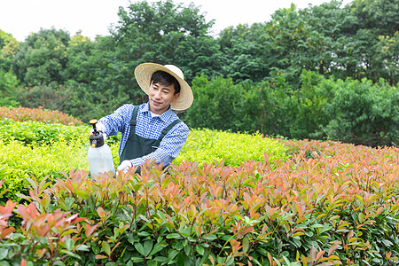 农夫工人为植物浇水图片