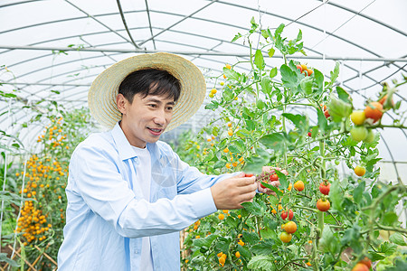 农民人物农夫培育小番茄背景
