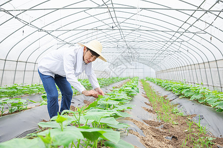 农民蔬菜大棚里干农活图片